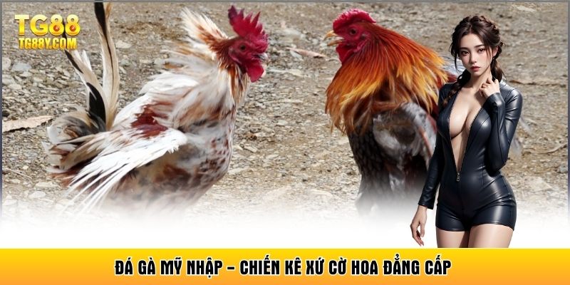 Đá Gà Mỹ Nhập - Chiến Kê Xứ Cờ Hoa Đẳng Cấp