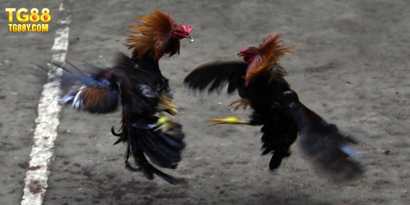 Hướng dẫn chi tiết cách tham gia cược gà online