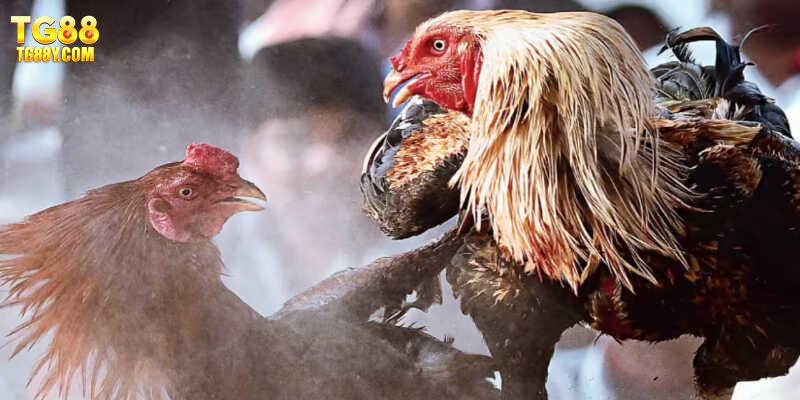 Tìm hiểu nguồn gốc đá gà Mỹ nhập chất lượng